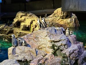 New England Aquarium Penguin Colony